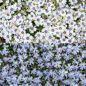 Delft Blue Phlox Collection