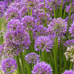 Millenium Perennial Allium