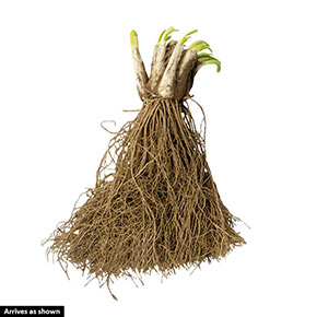 Millenium Perennial Allium