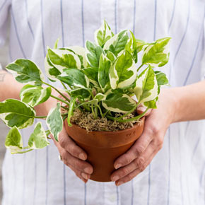 Variegated Pothos