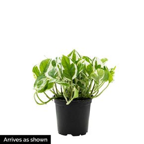 Variegated Pothos