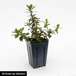 Arneson Gem Azalea