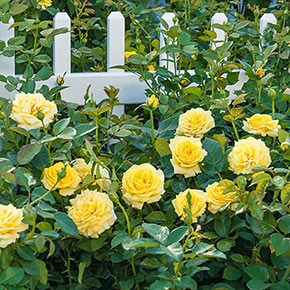 Yellow Freedom Rose
