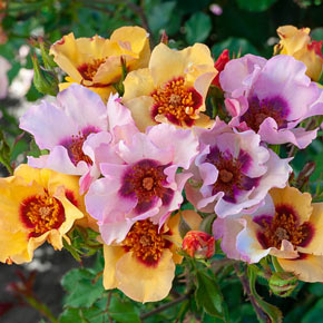 In Your Eyes<sup>®</sup> Shrub Rose