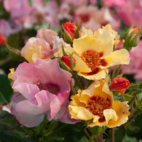 In Your Eyes<sup>®</sup> Shrub Rose