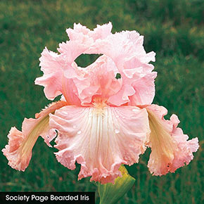 Pretty in Pink Iris Collection