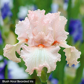 Pretty in Pink Iris Collection