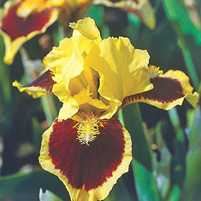 Ultimate Dwarf Bearded Iris