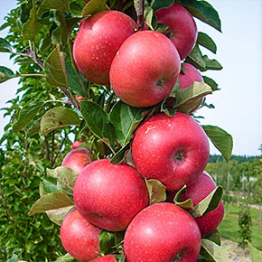 Tasty Red™ Urban Apple<sup>®</sup> Tree