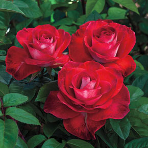 Smokin Hot Rose Jumbo Bareroot | Spring Hill Nurseries