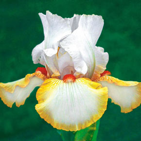 Halloween Halo Reblooming Iris