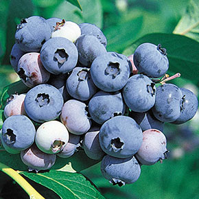 Jersey Blueberry Hedge