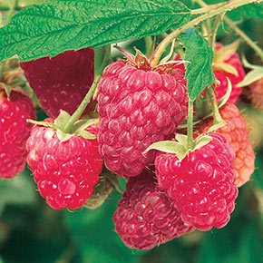 Raspberry Caroline