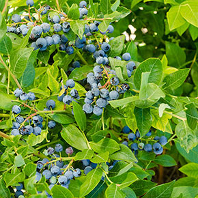 Blueberry Northland