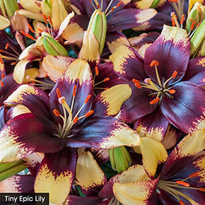 Asiatic Lily Trio For Borders
