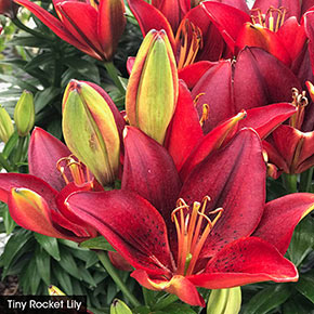 Asiatic Lily Trio For Borders