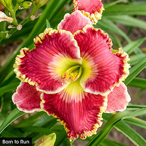 Color POP Reblooming Daylily Collection