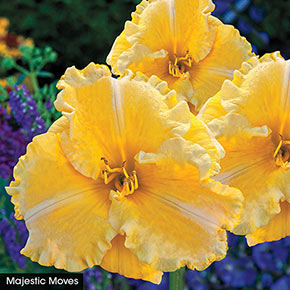 Color POP Reblooming Daylily Collection