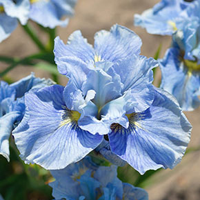 Mission Bay Siberian Iris
