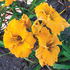 Elegant Explosion Daylily