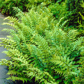 Fortune's Cold Hardy Holly Fern