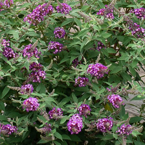Polka Dot Butterfly Bush