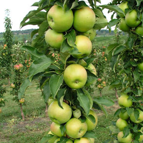 Tangy Green™ Urban Apple<sup>®</sup>