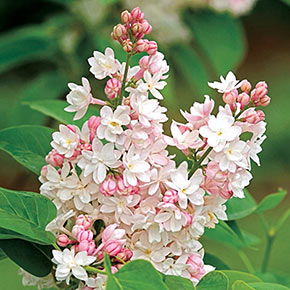 Beauty of Moscow Lilac Shrub