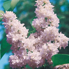 Beauty of Moscow Lilac Shrub
