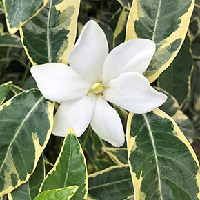Augusta Variegated Gardenia