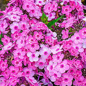 Rainbow Dancer Tall Phlox