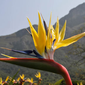Mandela's Gold Bird of Paradise