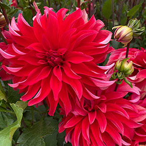 Red Labyrinth Dahlia