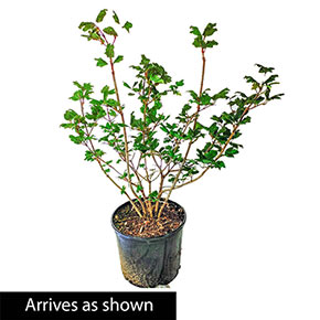 Snowball Viburnum Bush