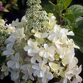 Candelabra Hydrangea Hedge | Shop Shrubs | Spring Hill