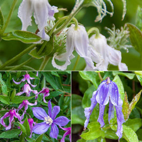 Integrifolia Clematis Little Guys Trio
