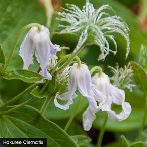 Integrifolia Clematis Little Guys Trio