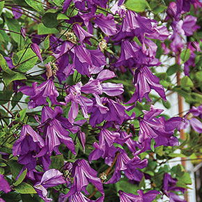 Clematis Memory of the Heart