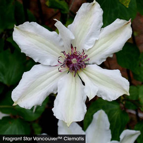 Fragrant Clematis Collection
