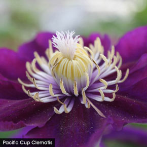 Fragrant Clematis Collection