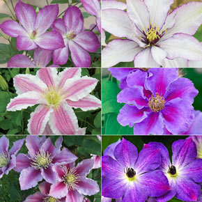 Eye Catching Edges Clematis Collection