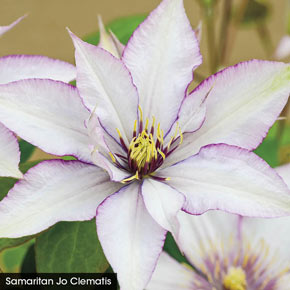 Eye Catching Edges Clematis Collection