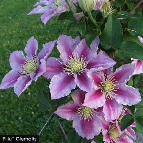 Eye Catching Edges Clematis Collection | Spring Hill Nurseries