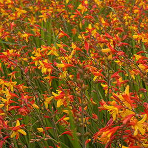 Spanish Ballerina Crocosmia
