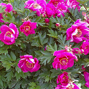 Symphonie Pourpre Itoh Peony