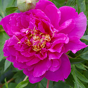 Belle Toulousaine Itoh Peony