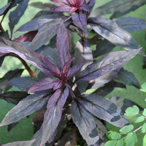 Black Truffle Lobelia