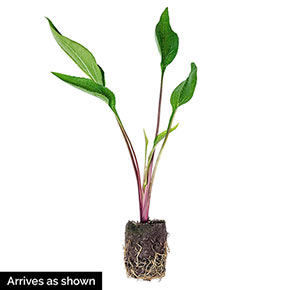 PowWow<sup>®</sup> Wild Berry Coneflower