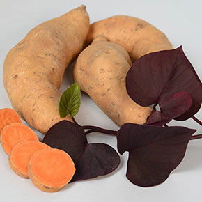 Treasure Island Kaukura Sweet Potato Vine