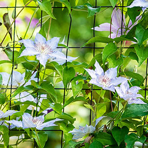 Clematis Katharina